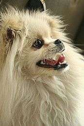 博美犬咳嗽的原因有哪些图