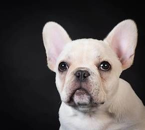 简单快速的给狗狗挑选犬粮