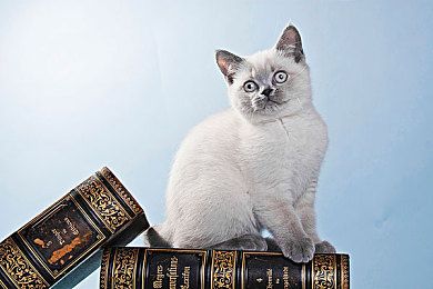 拳师犬不良行为的矫正