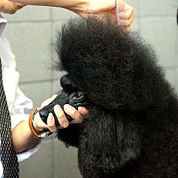 哈士奇应该怎样进行调教