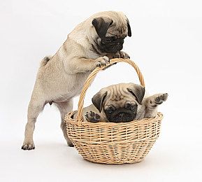 狗狗看得懂电视吗看多了会不会近视图