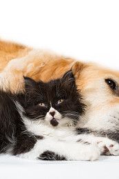 金毛犬需要夏季护理