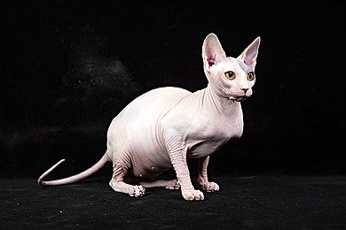刚毛猎狐梗的七大营养成分