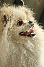 博美犬咳嗽的原因有哪些图