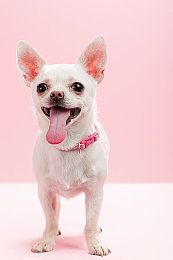 杜宾犬能吃葡萄吗