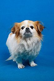 博美犬的运动应该怎样