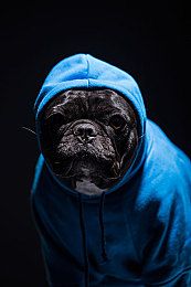 女生灵缇犬发情该不该洗澡呢
