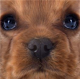 大白熊幼犬的饮食习惯