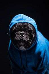 女生灵缇犬发情该不该洗澡呢