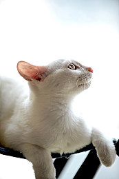 车子传出凄厉猫叫消防员喷高压空气引出小猫