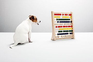 松狮犬的性格特点松狮犬的性格比较高雅