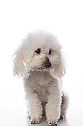 被猫咬了会得狂犬病吗首先做好现场救护工作