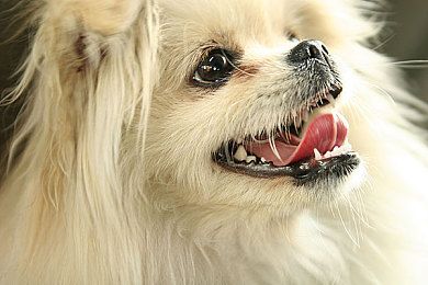 惊奇队长预告曝光宠物猫身影萌化影迷