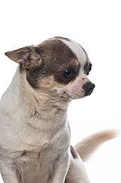 布偶猫一天睡多久布偶猫为什么爱睡觉