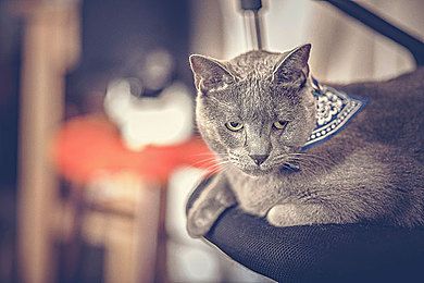 猫奴特制透明玻璃层板主子超爱却不知嫩爪被