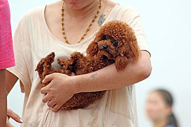 金毛犬捡瓶成瘾靠捡瓶子供了两个大学生