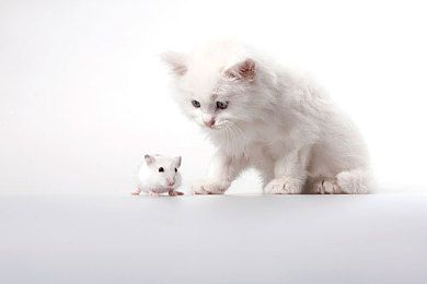 爱尔兰雪达犬饲养需要什么爱尔兰雪达犬饲养