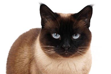 纯种猫多少钱拿到证书的猫一般不便宜