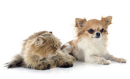 阿富汗猎犬习性非常忠诚服从主人