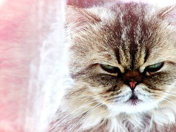 阿富汗猎犬习性非常忠诚服从主人