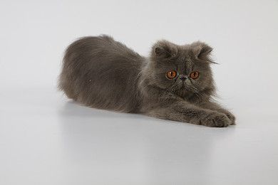 英国长毛猫会打滚吗英国长毛猫打滚训练