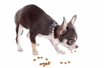 腊肠犬掉毛吗考虑掉毛的原因有哪些