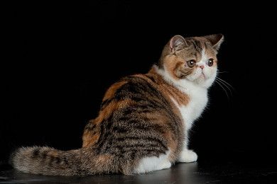 如何饲养巴厘猫巴厘猫饲养方法