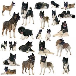 爱尔兰猎狼犬牙结石预防治疗方法
