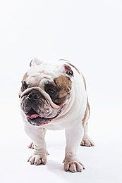 马里努阿犬坏习惯怎么纠正马里努阿犬坏习惯