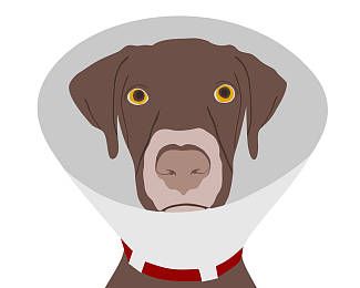 指示犬哪里卖该犬表情聪明而警惕