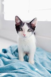 缅因猫肠炎吃什么药猫咪肠炎症状