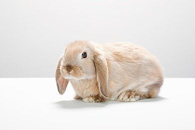 如何去除狗的黑眼圈狗面部的修剪常识