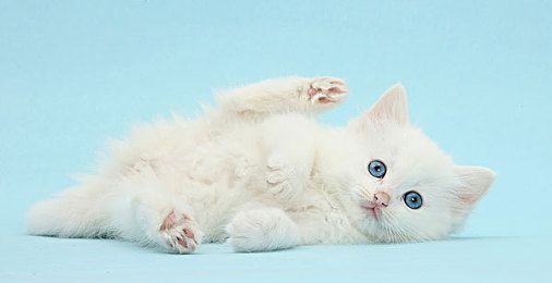 布鲁塞尔格里芬犬的养护常识要定期检查