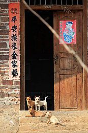 苏格兰梗幼犬喂养最好是母狗进行哺乳