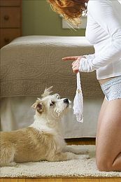 买狗必看健康狗狗和病狗的鉴别方法