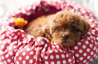 哈威那犬跑步速度哈威那犬跑步速度如何