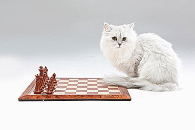 希姆利克猫有哪些特征是无尾曼岛猫中的长