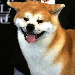 中亚牧羊犬怎么洗澡中亚牧羊犬洗澡流程