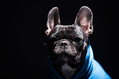 巴哥犬喜欢吃什么应对挑食的狗狗