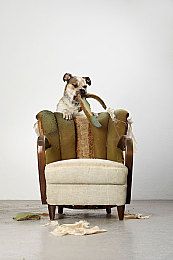 可卡犬训练首先训练有规律的排便