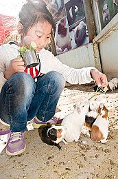 怎样训练小猫在固定地方大小便需耐心训练