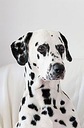 比格犬标准选购比格犬时下列几点要注意