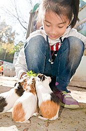 怎么训练墨西哥无毛犬跨障碍跨障碍训练攻