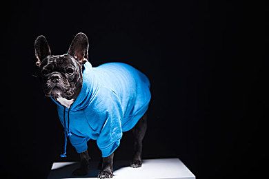 苏俄猎狼哪个好苏俄猎狼犬的外型特征挑选