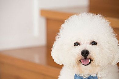 法兰德斯畜牧犬的喂食要点多喂点蔬菜