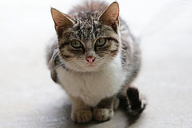 孤儿袋鼠拥抱着泰迪熊的画面感动了友