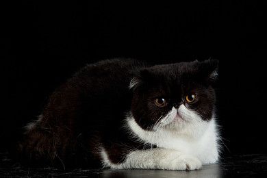 怎么训练缅因猫不咬人缅因猫训练方法