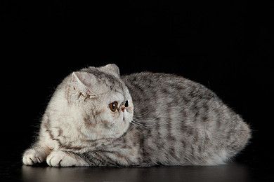摩托车怎么带狗可以在脚踏板处放个笼子