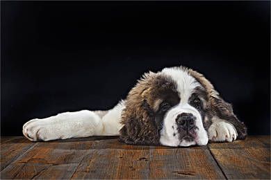 养纽芬兰犬还是伯恩山犬好纽芬兰犬脾气好