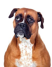 冰岛牧羊犬耳朵如何清洁冰岛牧羊犬耳朵清
